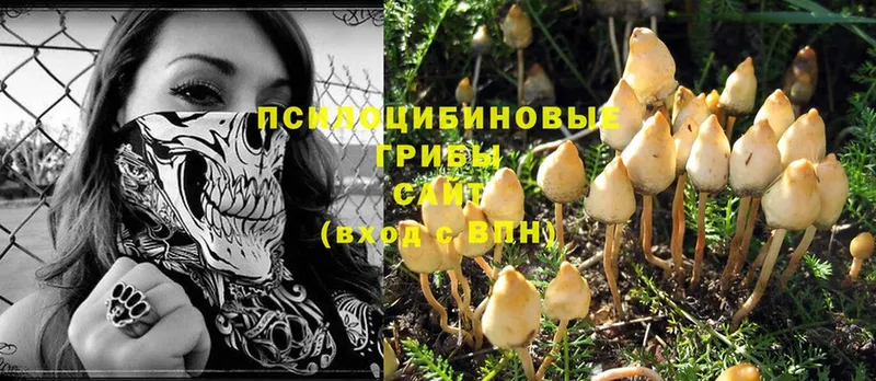 Галлюциногенные грибы Cubensis  Бокситогорск 